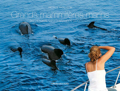 Grands mammifères marins